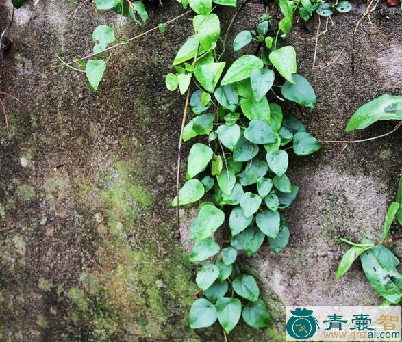 粪斗草的性状性味归经以及功效用法和注意事项-青囊智