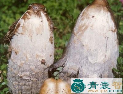 粪鬼伞的性味归经以及功效用法-青囊智