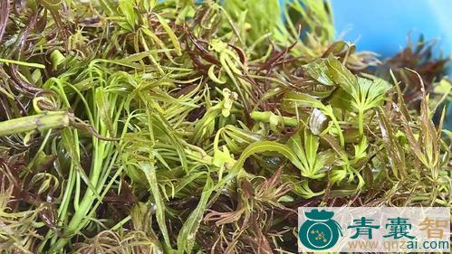 中药材粱王茶图片