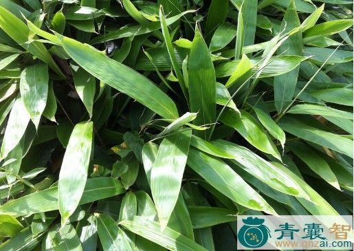 中药材粽粑叶图片