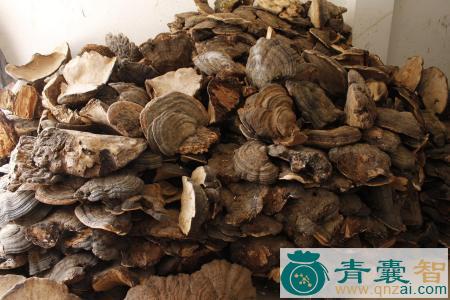 中药材糖蕈图片