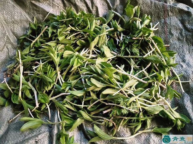 中药材糜子菜图片