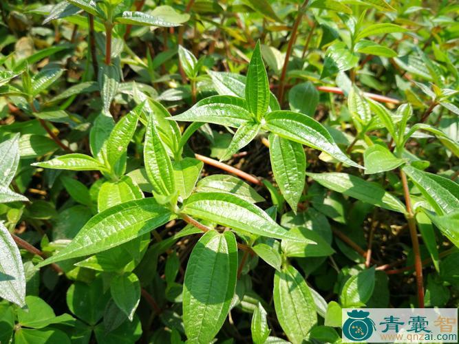 中药材糯米草图片