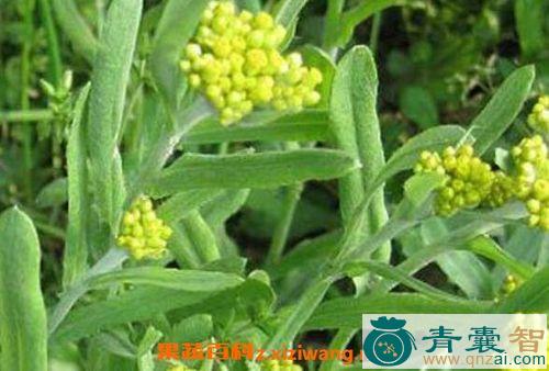 中药材糯米莱图片