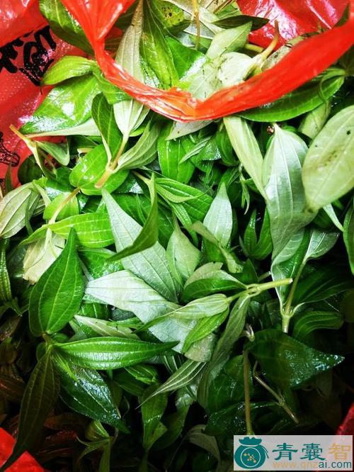 中药材糯米菜图片