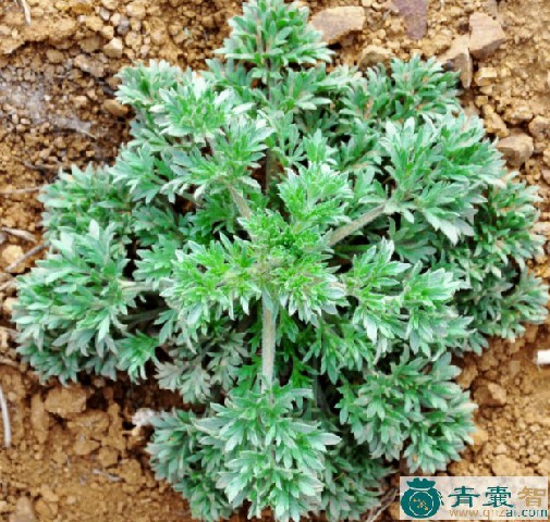 糯蒿的性状性味归经以及功效用法-青囊智