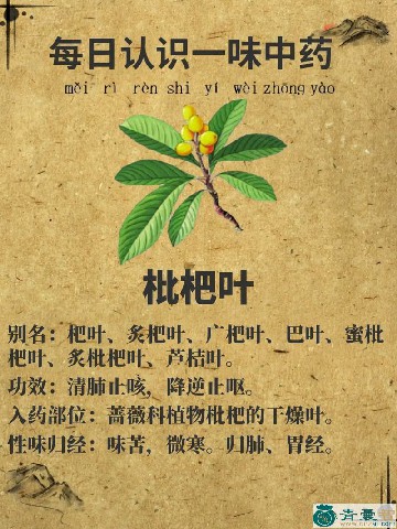 中药材系系叶图片