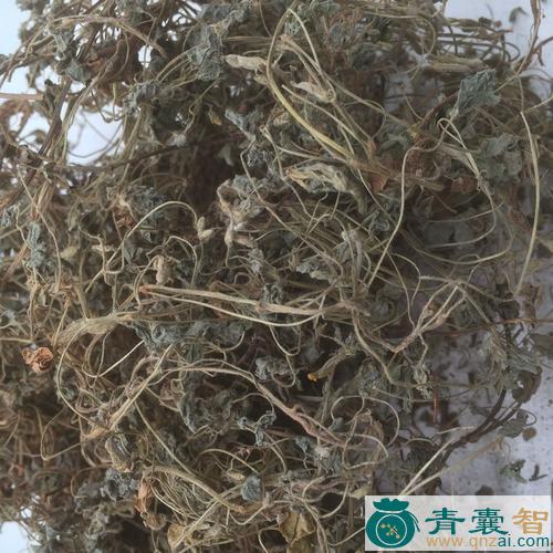 中药材紧密酢浆草图片