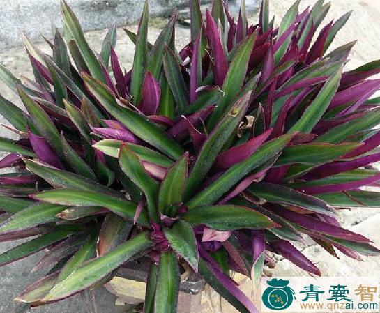 中药材紫万年青叶图片