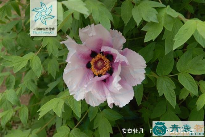 中药材紫丹花图片
