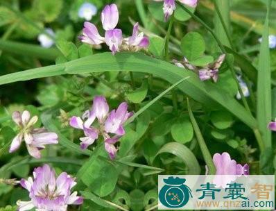 中药材紫云英子图片