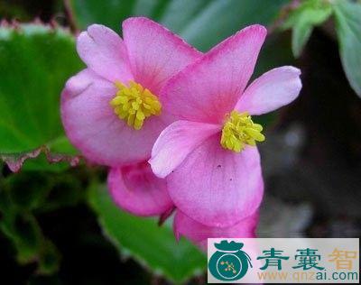 中药材紫叶秋海棠图片