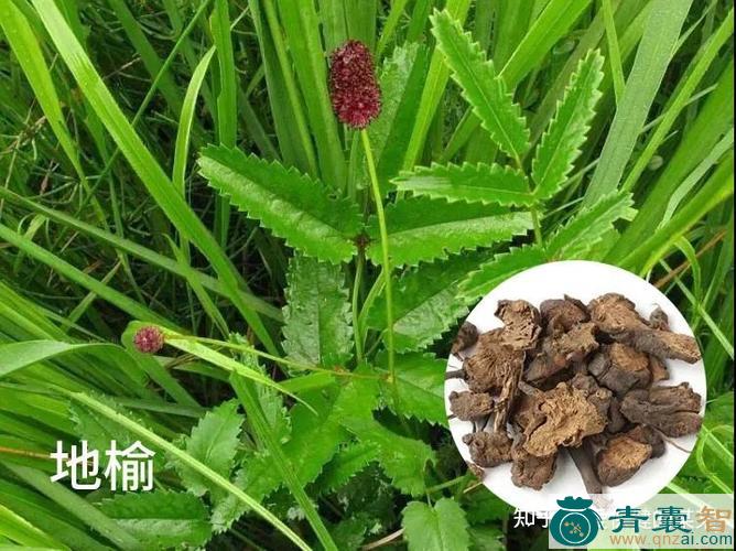 中药材紫地榆图片
