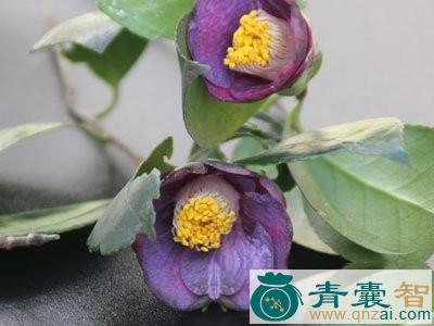 中药材紫椿图片