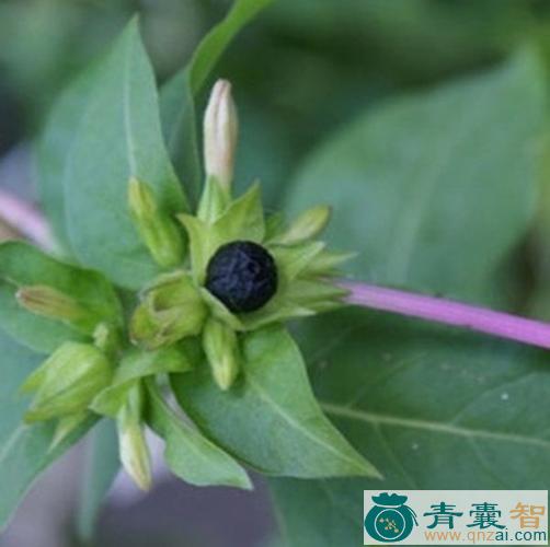 中药材紫樱图片