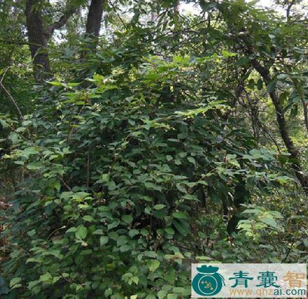 中药材紫灵树图片