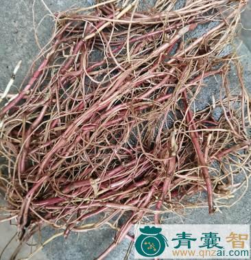 紫玉簪根的性味归经以及功效用法和注意事项-青囊智