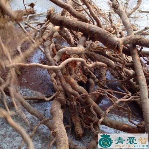 中药材紫绿果根图片