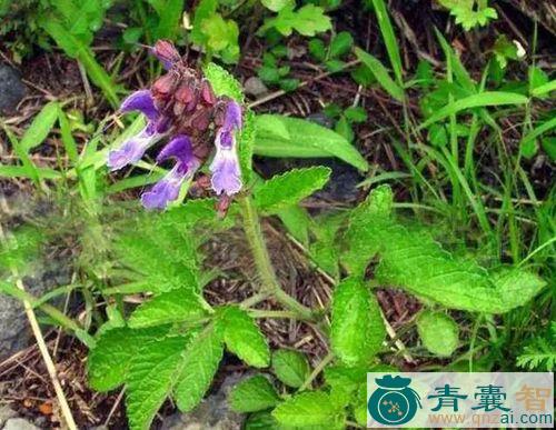 中药材紫绿草图片