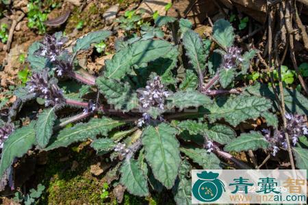 中药材紫背金盘草图片