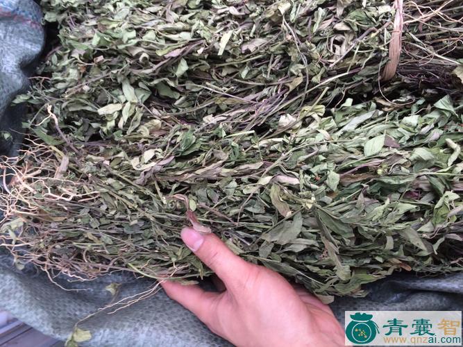中药材紫背金钱图片