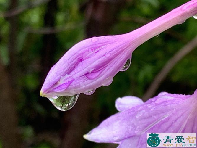 中药材紫色翼萼图片