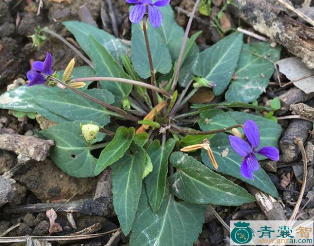 紫花地下的性状性味归经以及功效用法和注意事项-青囊智