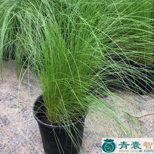 中药材紫花毛草图片