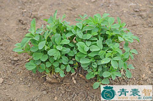 紫花苜蓿的性味归经以及功效用法-青囊智