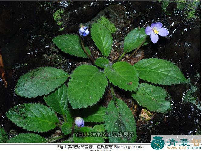 中药材紫花苣苔图片