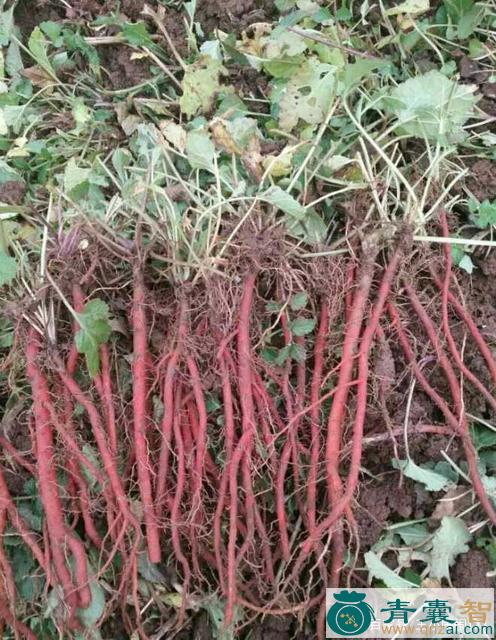 中药材紫花茄根图片
