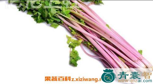 中药材紫芹图片