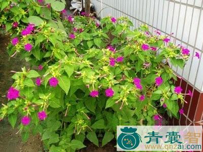 紫茉莉子的性状性味归经以及功效用法-青囊智