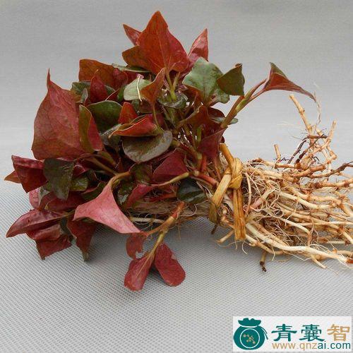 中药材紫蕺图片