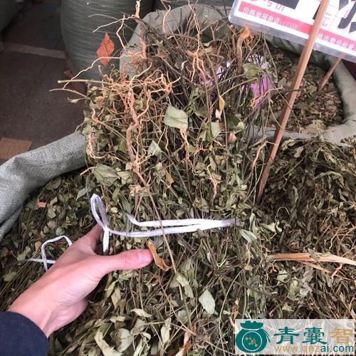 中药材紫金牛图片