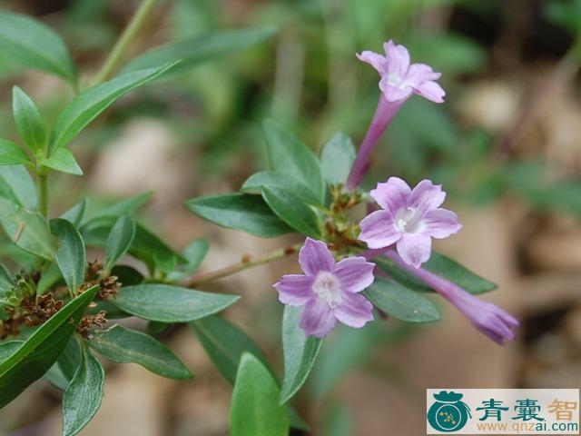 中药材紫阳花图片