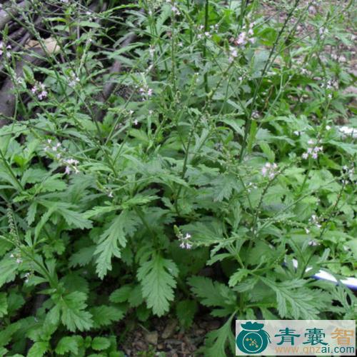 中药材紫顶龙芽图片