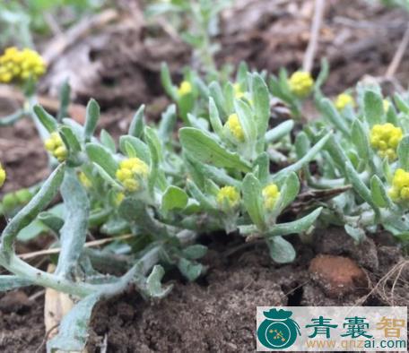 中药材絮被草图片