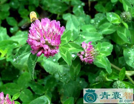 中药材红三叶草图片