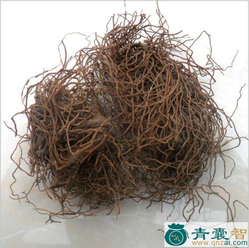 中药材红丝毛图片