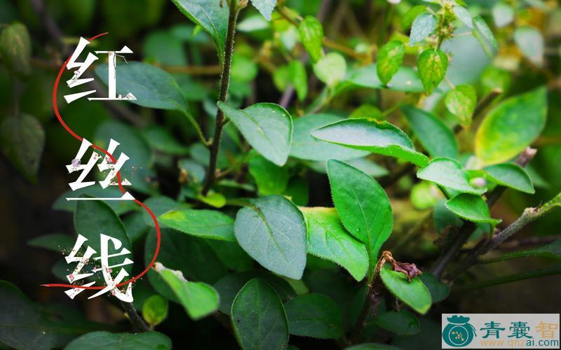 红丝草的性状性味归经以及功效用法-青囊智