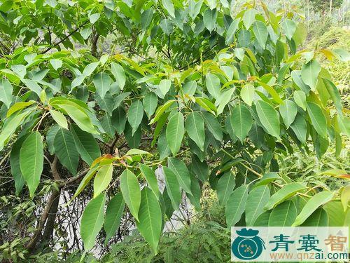 中药材红乌桕图片