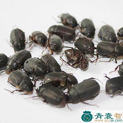 中药材红冻图片