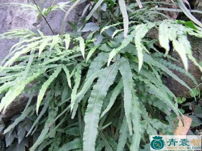 红凤尾草的性味归经以及功效用法和注意事项-青囊智