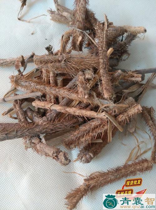 中药材红刺筒图片