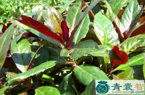 中药材红前菜图片
