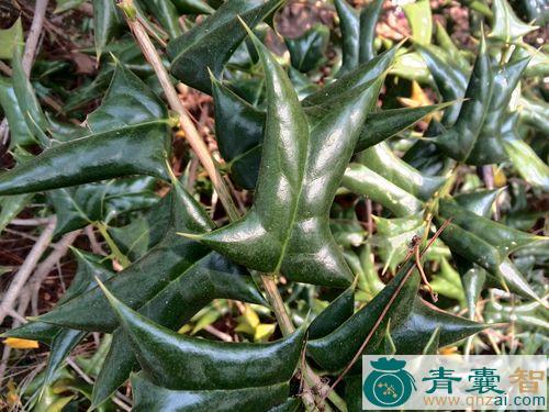 中药材红叶大猫刺图片