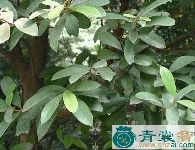 中药材红叶木姜子根图片