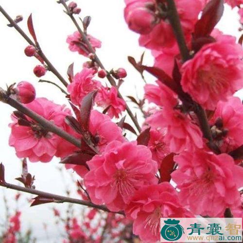 中药材红叶桃图片