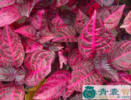 中药材红叶苋图片